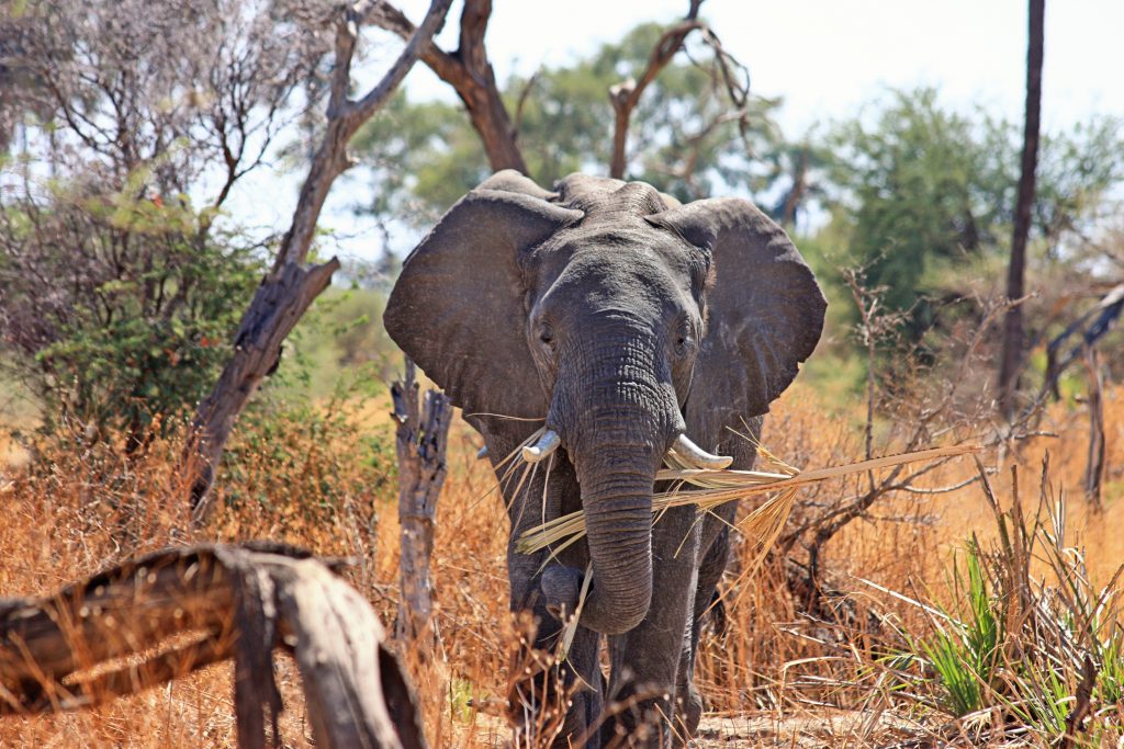 Energizer: Olifant, tijger en muis