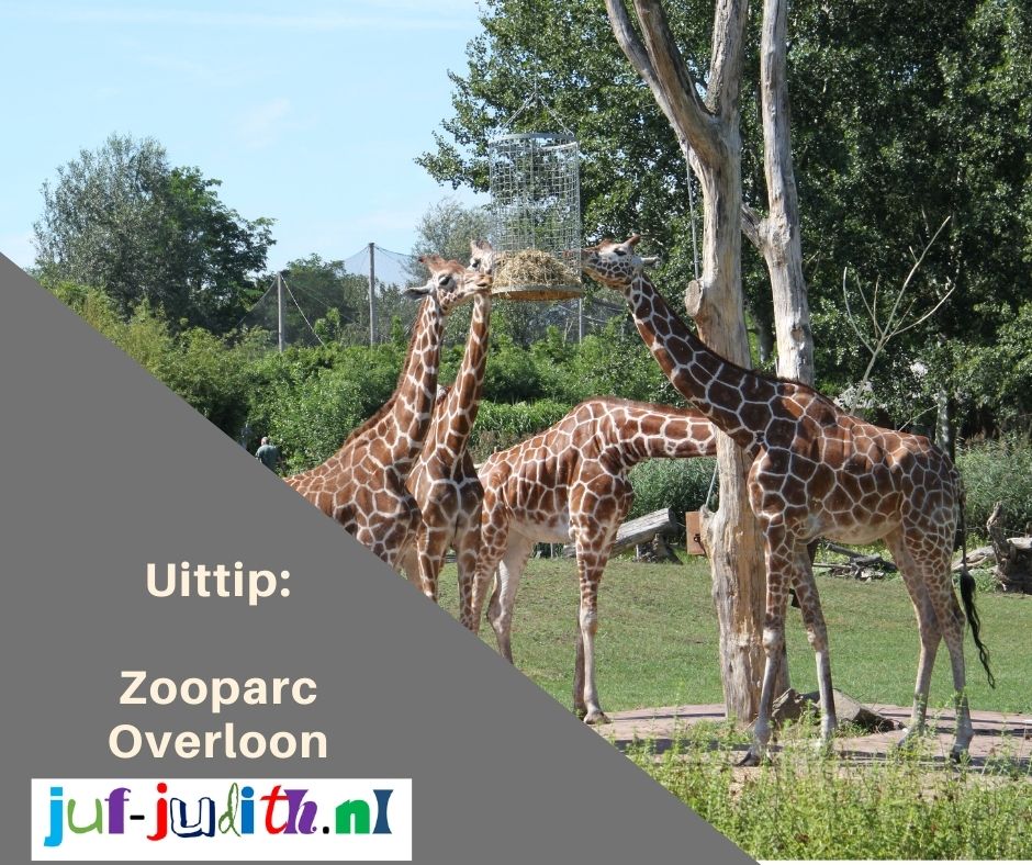 Uittip: Zooparc Overloon